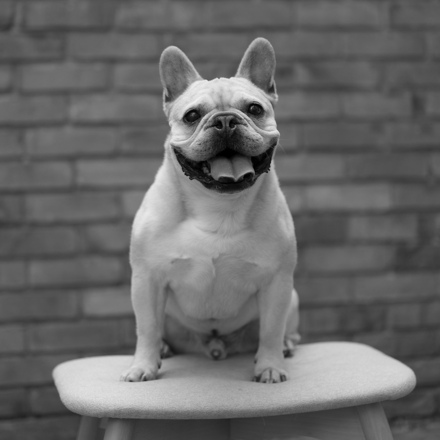 Bruce (1)